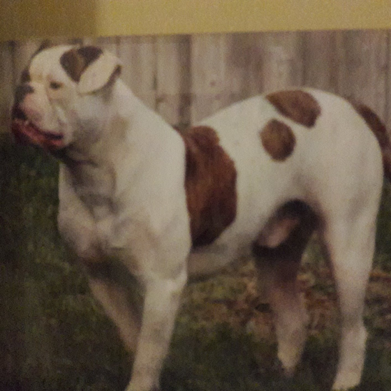 American bulldog pups, Am. Bulldog Breeding Tucson, AZ