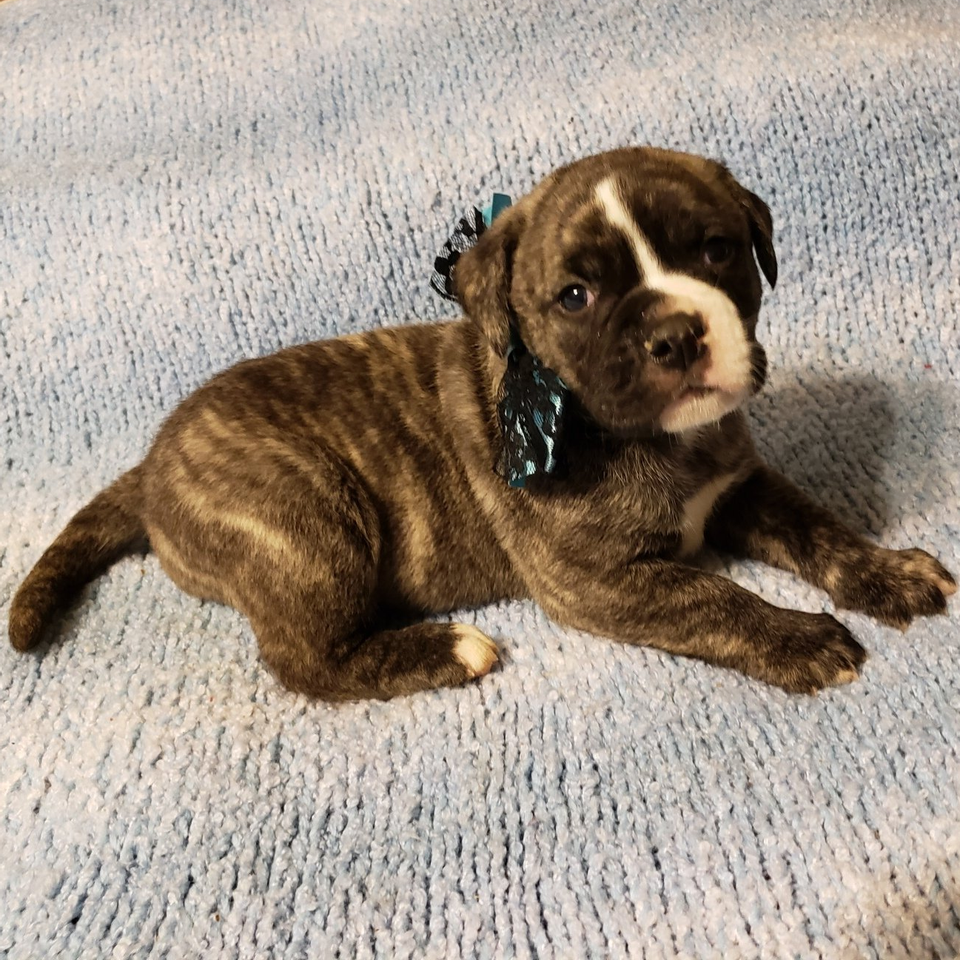 American bulldog pups, Am. Bulldog Breeding| Tucson, AZ