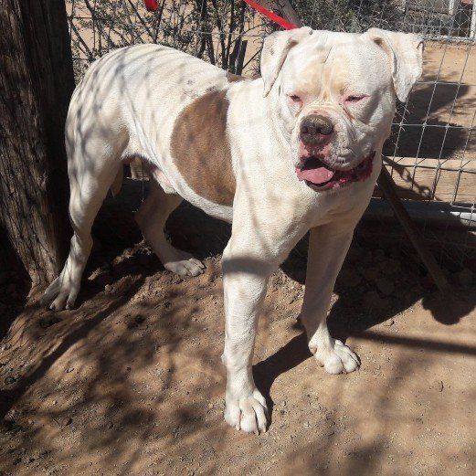 American bulldog pups, Am. Bulldog Breeding Tucson, AZ