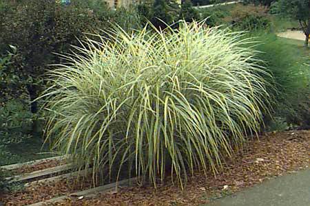 Japanese Silver Grass Garden Plant Ornamental Grass Chicago Garden Designers