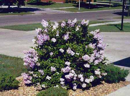 Miss Kim Lilac Garden Plant Deciduous Shrubs Chicago Garden