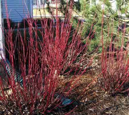 Red Twig Dogwood Shrub Dwarf - Cornus 'Kelsey Dwarf'