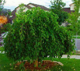 Weeping Evergreen Trees