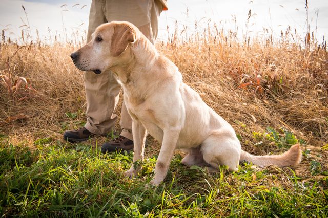 pointing lab kennels