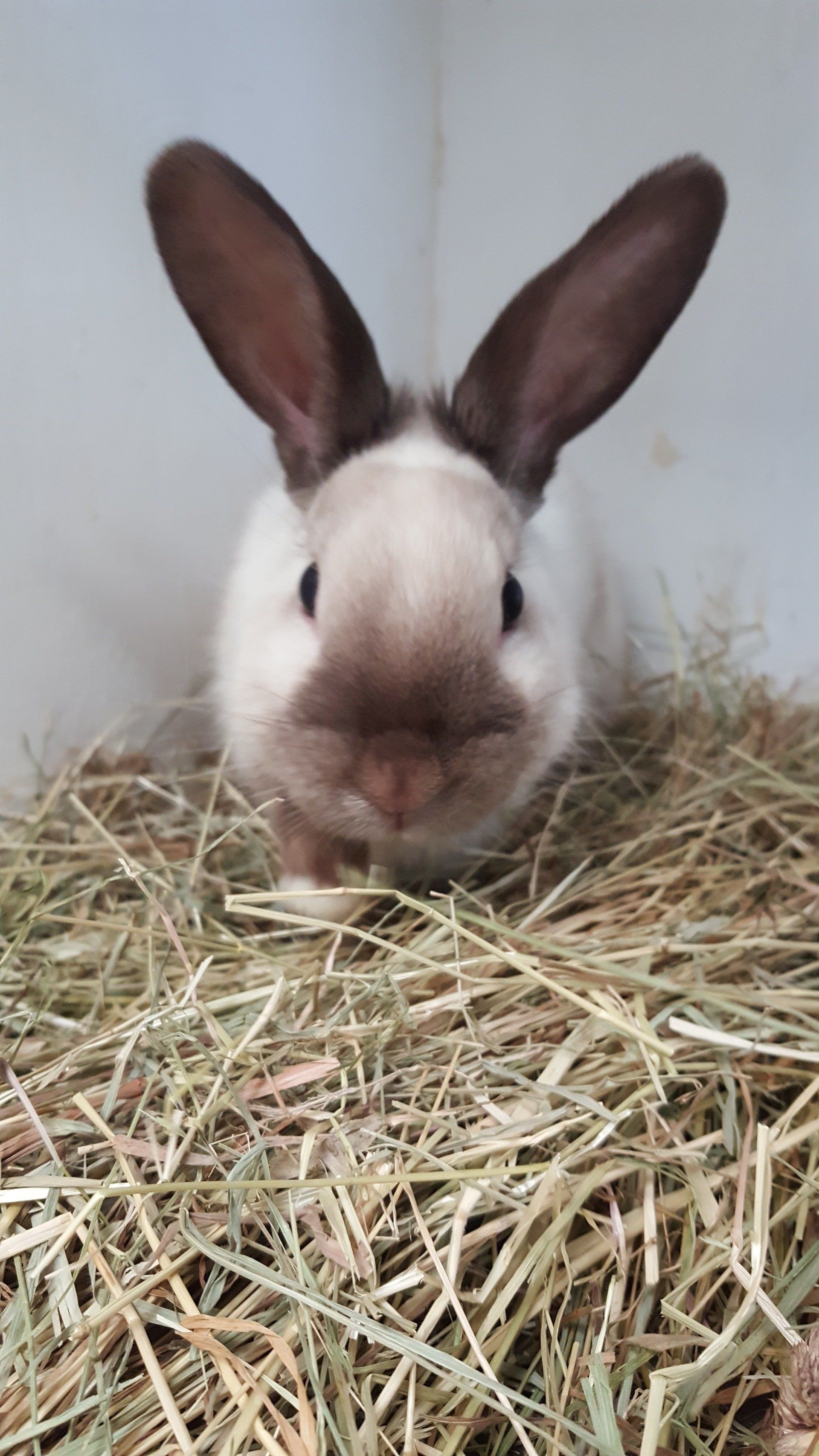 Acorn Lodge offers pet boarding in Peterborough