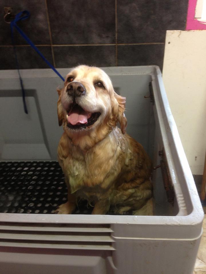 Your local pet grooming parlour in Peterborough