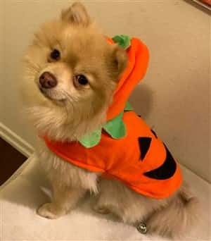 Petpom 2018 Pomeranian Costume Contest Pomeranian Costume Contest