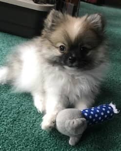 25 days old pomeranian puppies