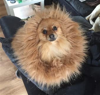 hedgehog costume for dogs