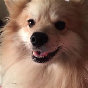 Petpom Throwback Poms And Pomeranians Petpom Throwback Poms And Pomeranians