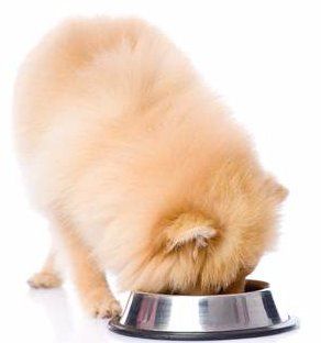 pomeranian food