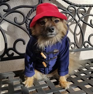 paddington outfit for dogs