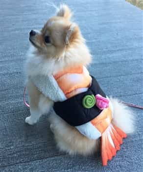 Petpom 2018 Pomeranian Costume Contest Pomeranian Costume Contest