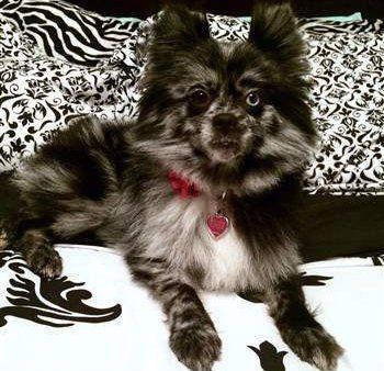 brindle pomeranian