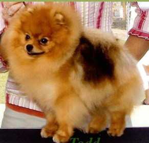 akc pomeranian breed standard