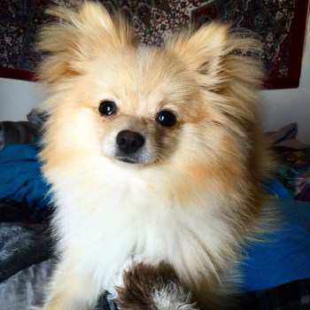 1 year old pomeranian for sale