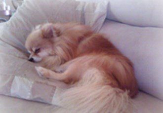 pomeranian sleeping