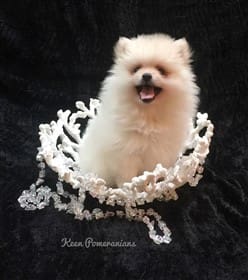 pomeranian puppies for sale north east