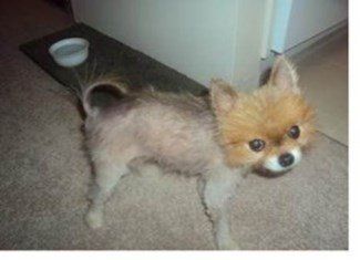 alopecia x pomeranian treatment