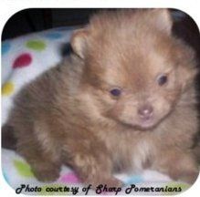 chocolate pomeranian breeder