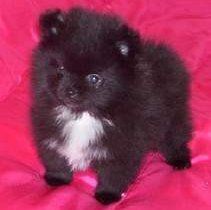Black Pomeranians | Detailed Info 