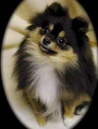 pomeranian tan and black