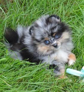 blue merle teacup pomeranian for sale