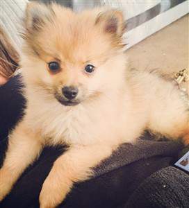 sable pomeranian puppy