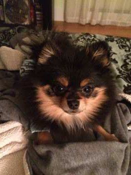 my pomeranian snores