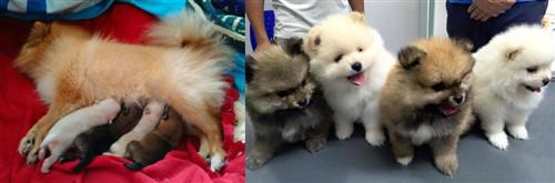 retired pomeranian for sale