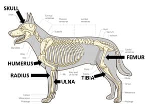 Dog Bone Anatomy - The Y Guide