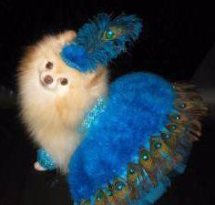 female pomeranians for sale