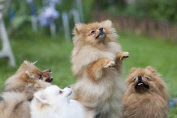 retired pomeranian for sale