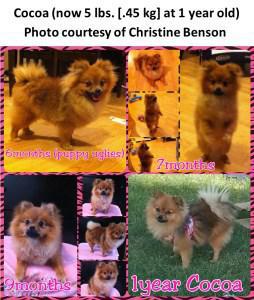 pomeranian puppy to adulthood