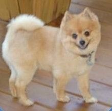 pomeranian haircuts teddy bear