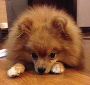 best brush for pomeranian coat