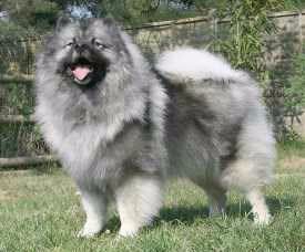 large pomeranian type dog