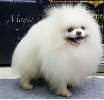 white pomeranian adult