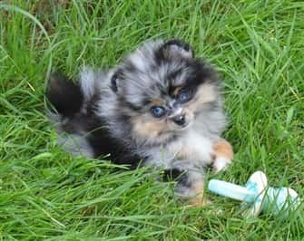 Blue Merle Pomeranian Puppies For Sale Free Delivery Goabroad Org Pk
