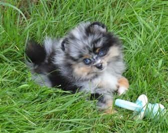 Merle Pomeranian Online Shopping