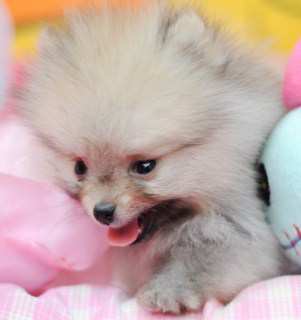 pomeranian miniature dog