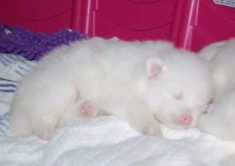 25 days old pomeranian puppies