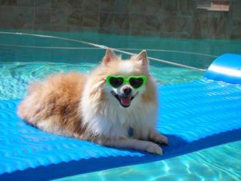 living with a pomeranian