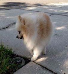 The Oldest Living Pomeranian in the World