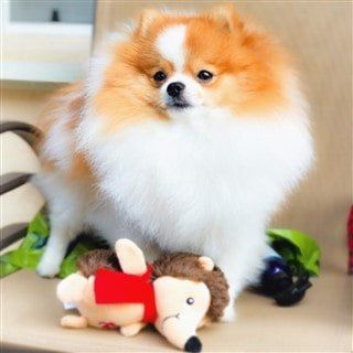 best dog brush for pomeranian