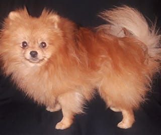 Dog Brush For Pomeranians Yasserchemicals Com