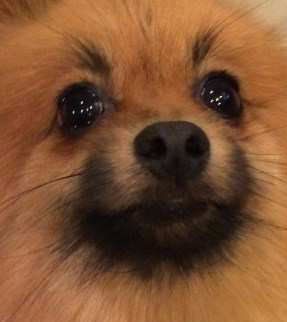 my pomeranian snores