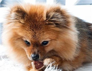 Choosing the Best Snacks for a Pomeranian