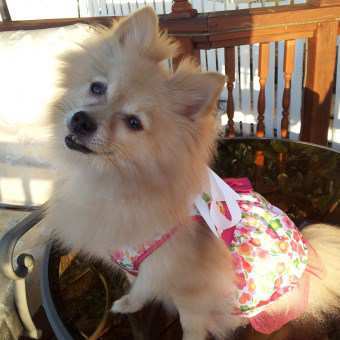 pomeranians in hot weather