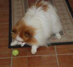 how to calm down a pomeranian puppy